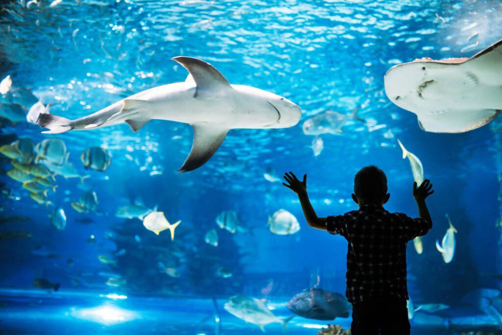 aquarium shutterstock